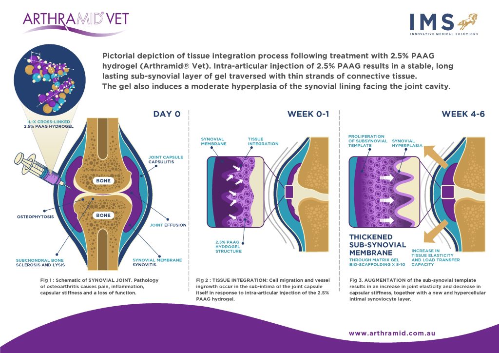 Arthramid Vet 2.5% PAAG – Mechanism Of Action | Arthramid Vet NZ